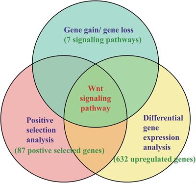 Wnt Signaling Pathway Linked to Intestinal Regeneration via Evolutionary Patterns and Gene Expression in the Sea Cucumber Apostichopus japonicus
